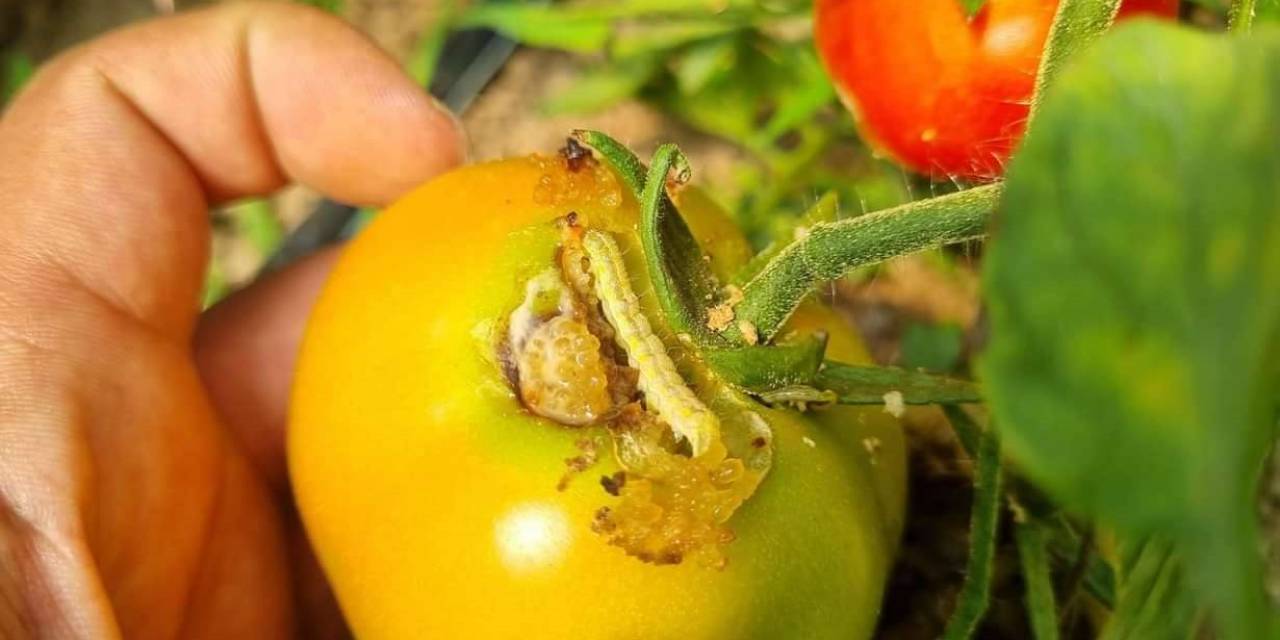 Seralarda Yeşil Kurt Mücadelesi