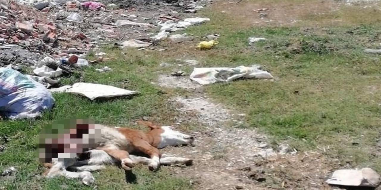 Hastalık Sebebiyle Ölen Hayvanı, Yol Kenarına Attılar