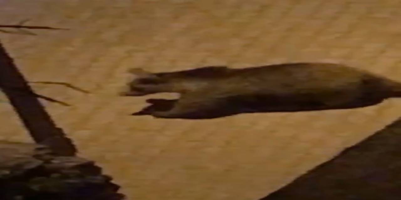 Kastamonu’da İlçe Merkezine Kadar İnen Ayı, Mahalle Aralarında Gezdi