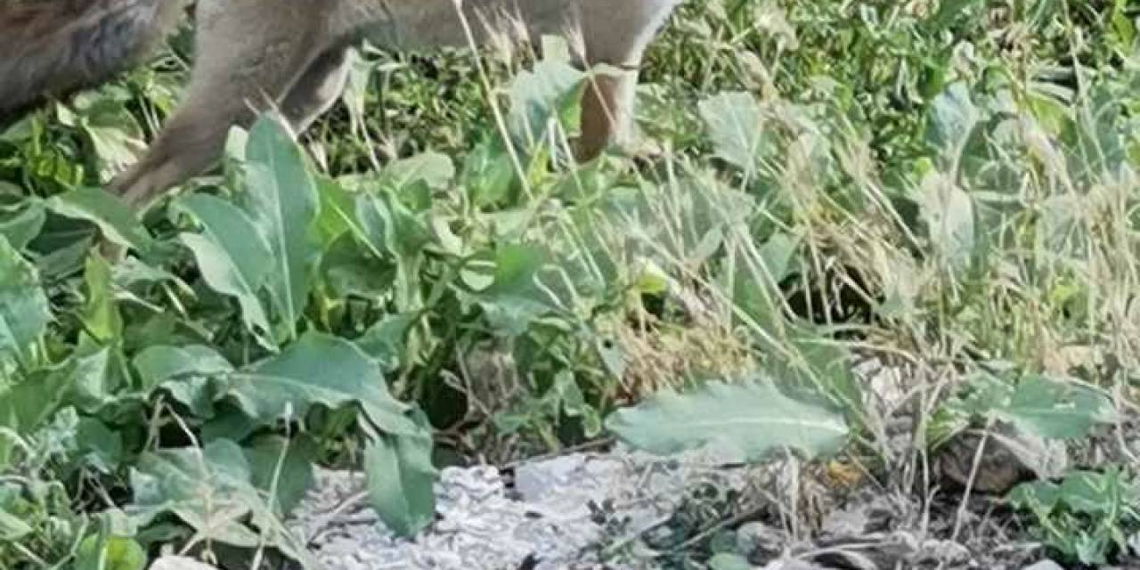 Aç Kalan Tilki, Çiftçinin Bahçesine İndi
