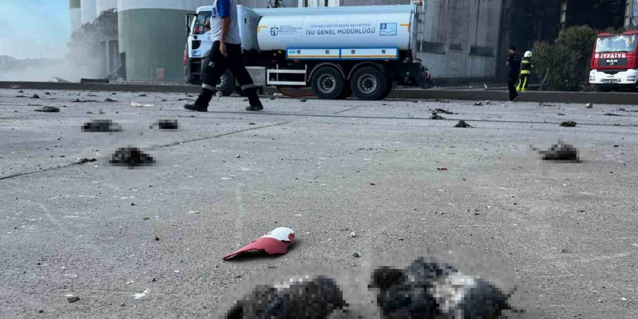 Kocaeli’deki Patlamada Kuşlar Telef Oldu