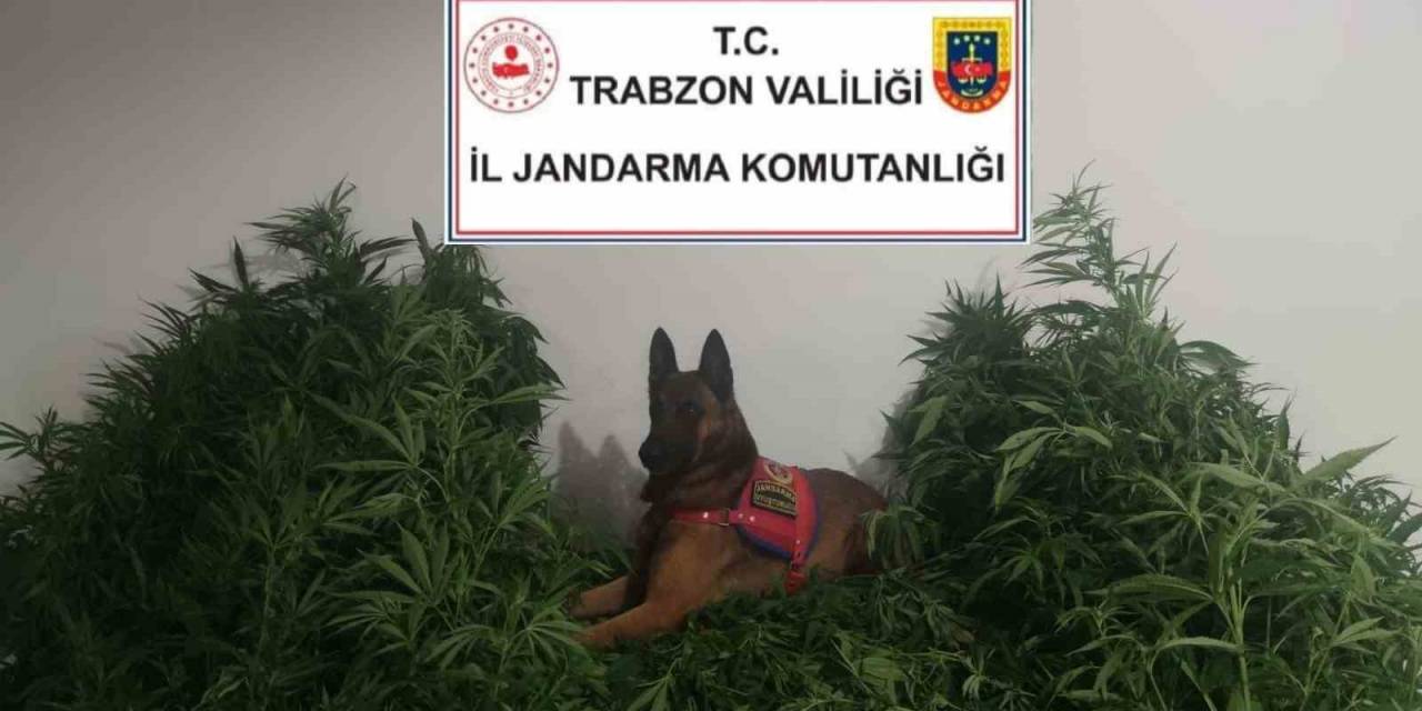 Jandarmadan Kenevir Operasyonu