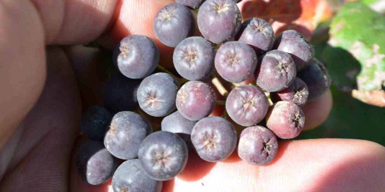 İnsanlar Ona Artık Süper Meyve Diyor: Her Derde Deva