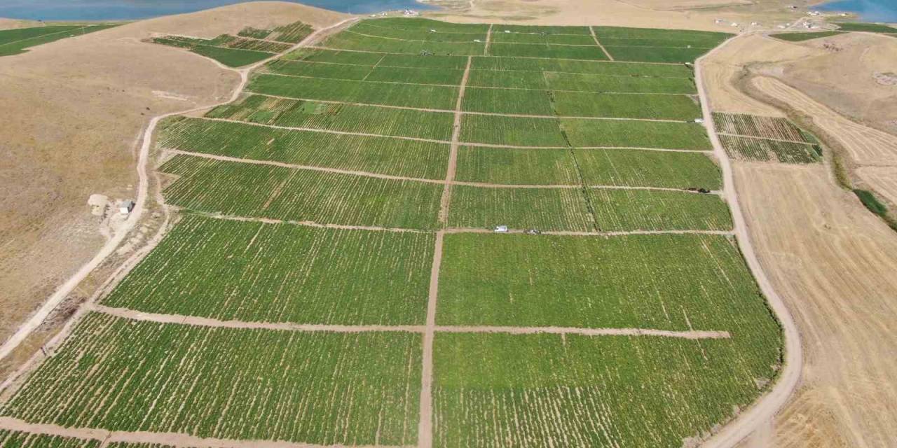 Elazığ Domatesi Dünya Sofralarını Renklendiriyor