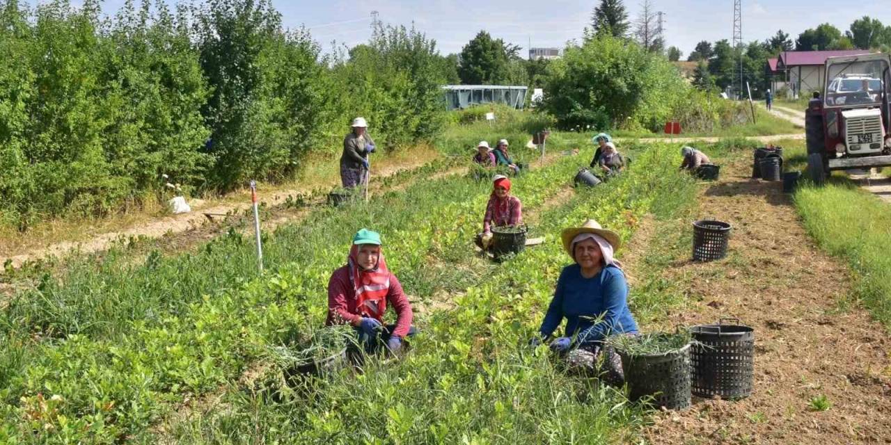 Kastamonu’da 400 Bin Adet Yabani Meyve Üretimi Gerçekleştirildi