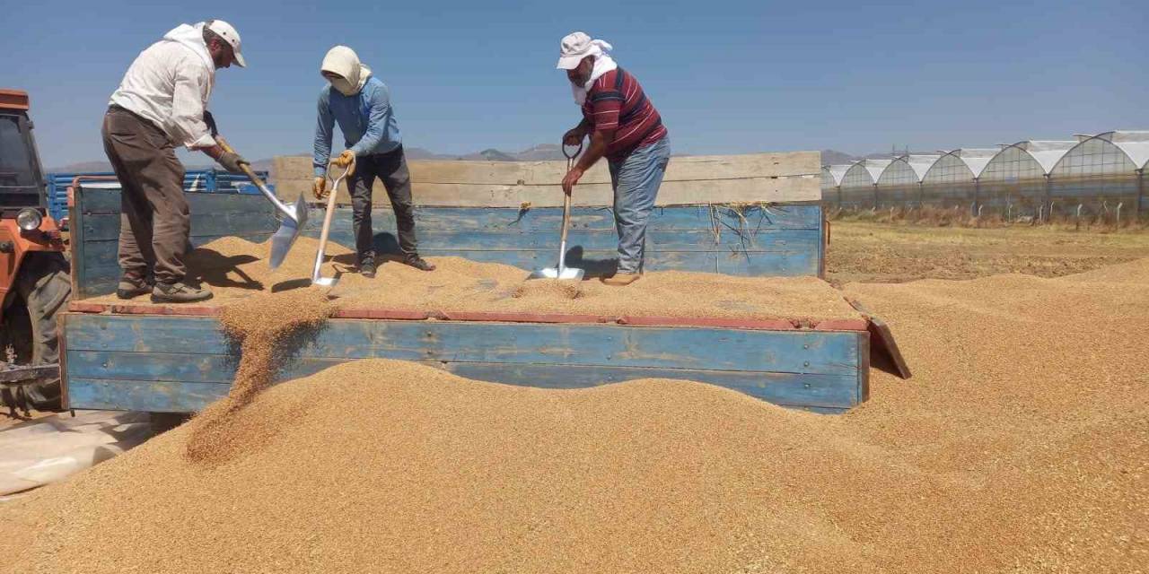 Sandıklı’da Arpa Ve Buğday Alımı Sürüyor