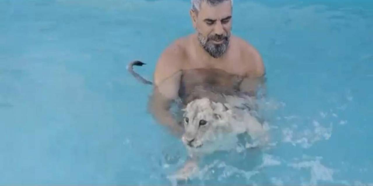 Sıcaktan Bunalan Aslanlar Havuzda Ve Hortumla Serinletiliyor