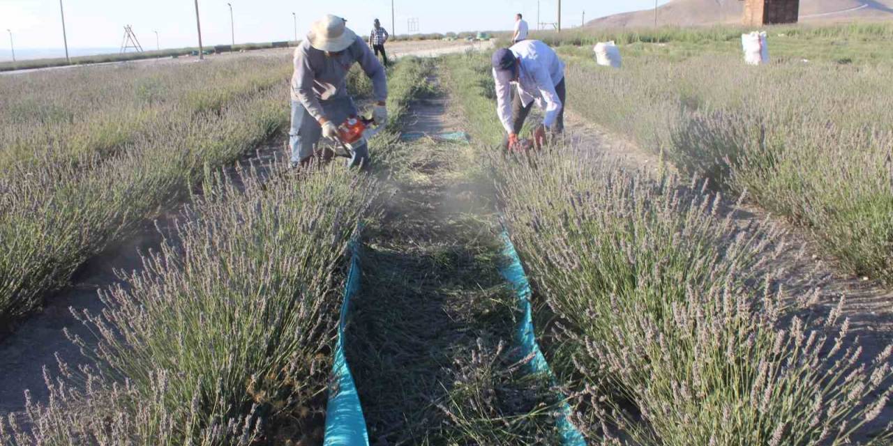Konya’da Lavanta Hasadı Başladı