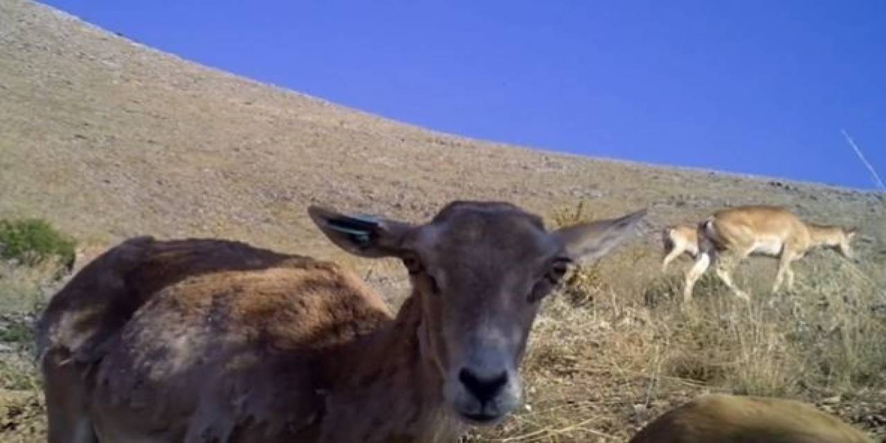 Anadolu Yaban Koyunu Sayısı Hızla Artıyor