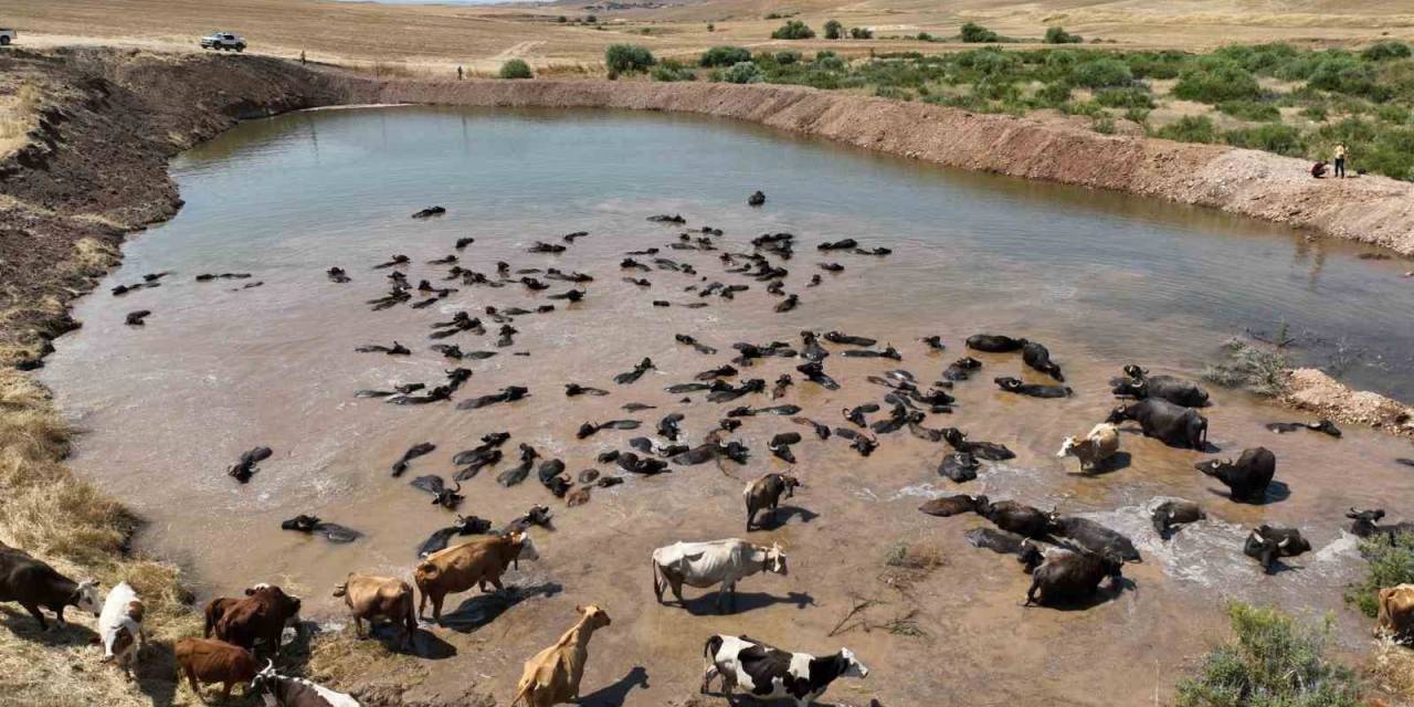 Diyarbakır’da Besicilik Ve Tarımsal Sulamada Alt Yapı Güçlendiriliyor