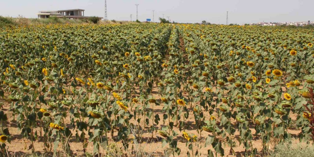 Yaşanan Aşırı Sıcaklar Nedeniyle Ayçiçeğinde Verim Endişesi