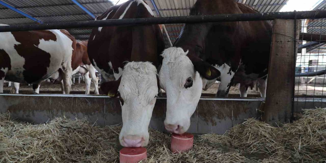 Denizli’de 650 Bin Hayvan İçin 140 Bin Mineral Taşı Dağıtıldı