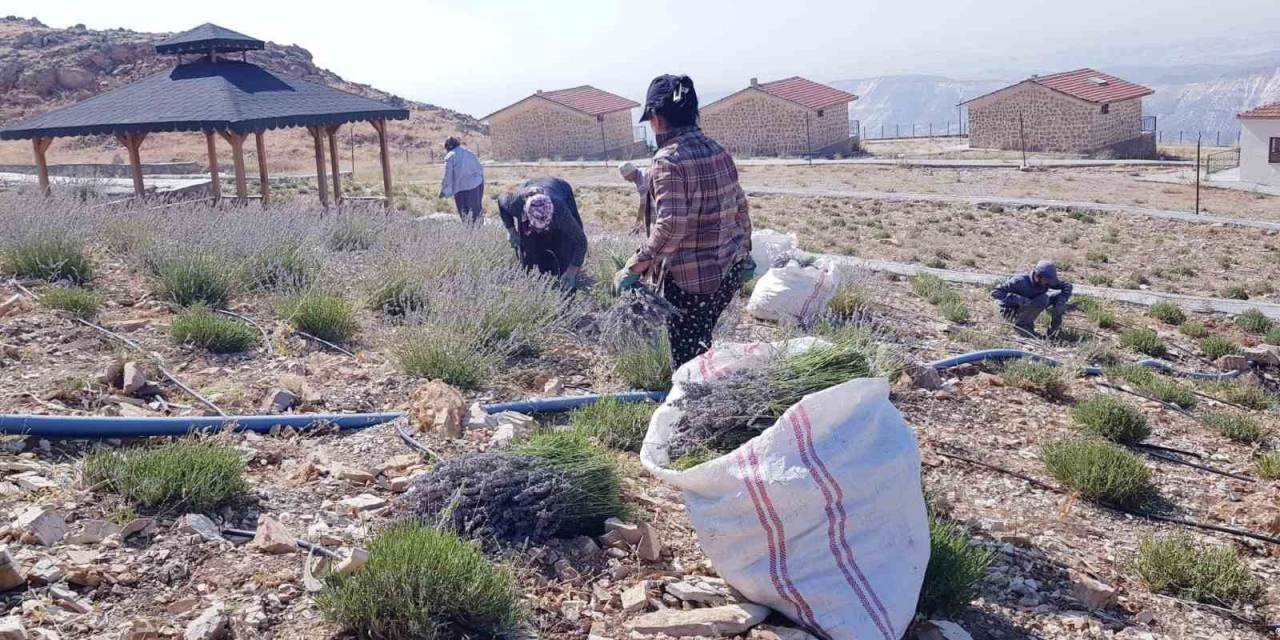 Tut İlçesinde Lavanta Hasadı Yapıldı