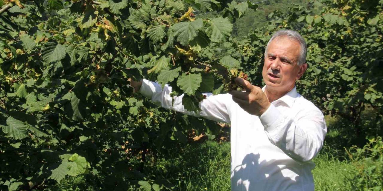 Ttb Başkanı Eyyüp Ergan: “açıklanan Fındık Fiyatları Piyasa Şartlarına Göre Uygundur”