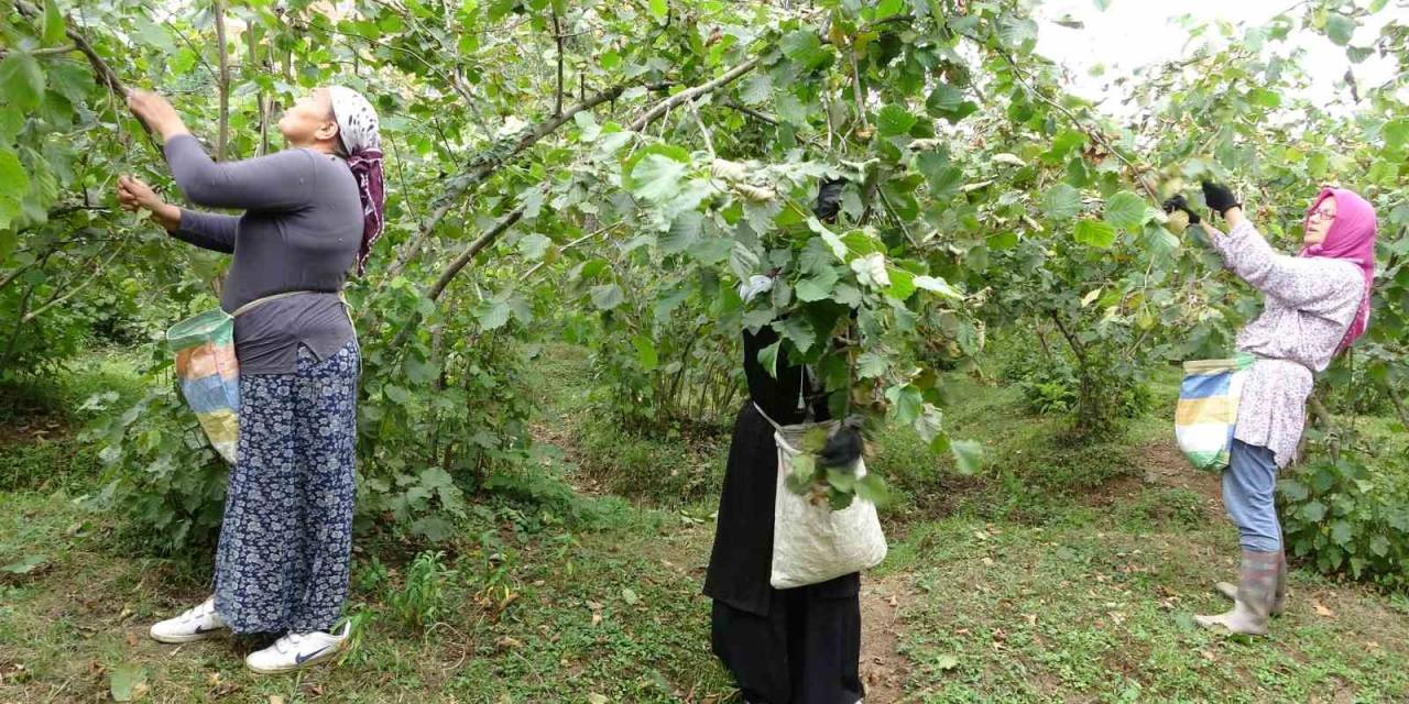 Üreticilerden ’fındık Fiyatı’ Değerlendirmesi