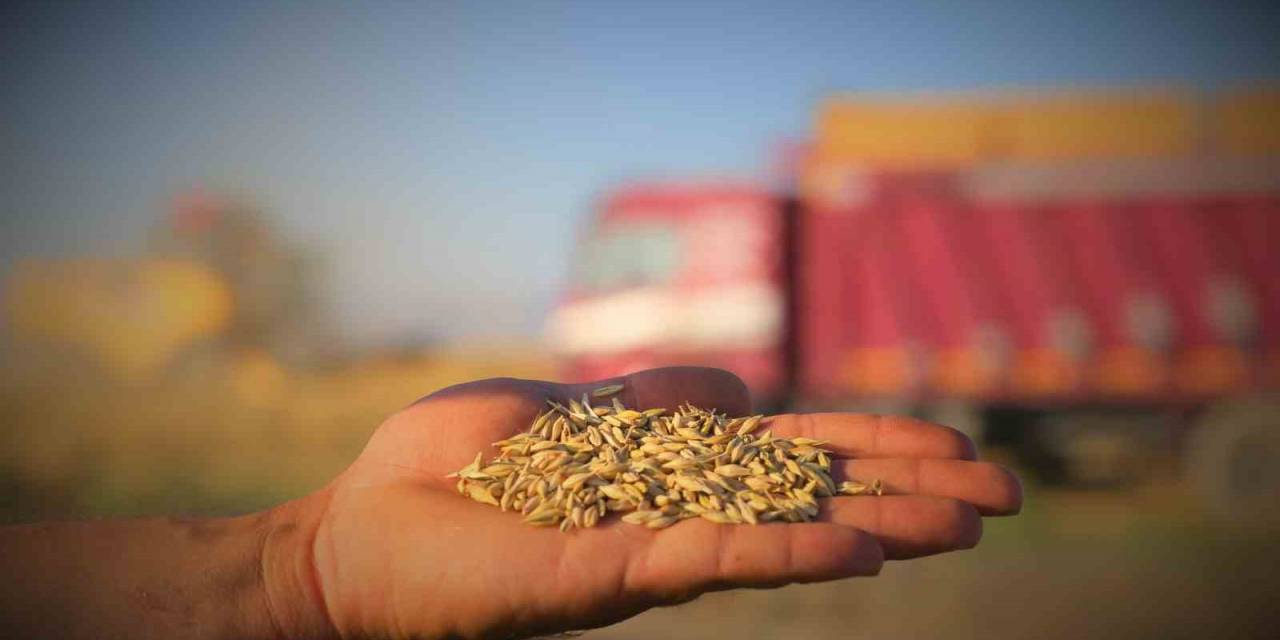 Konya Ovası’ndaki Buğday Hasadında 2 Milyon 400 Bin Rekolte