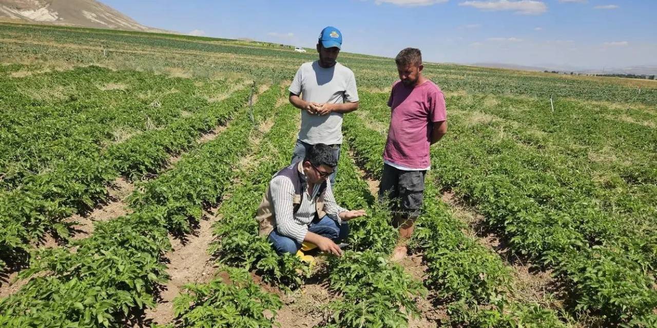 Patates Üretimi Yapılan Alanlarda Tarla Kontrolleri Yapıldı