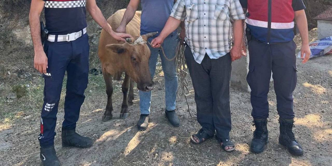 Büyükbaş Hayvan Hırsızı, Jandarmadan Kaçamadı