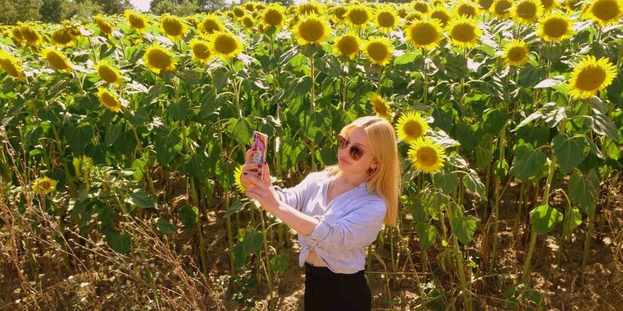 Sarıya Boyanan Ayçiçeği Tarlaları Hasat İçin Gün Sayıyor