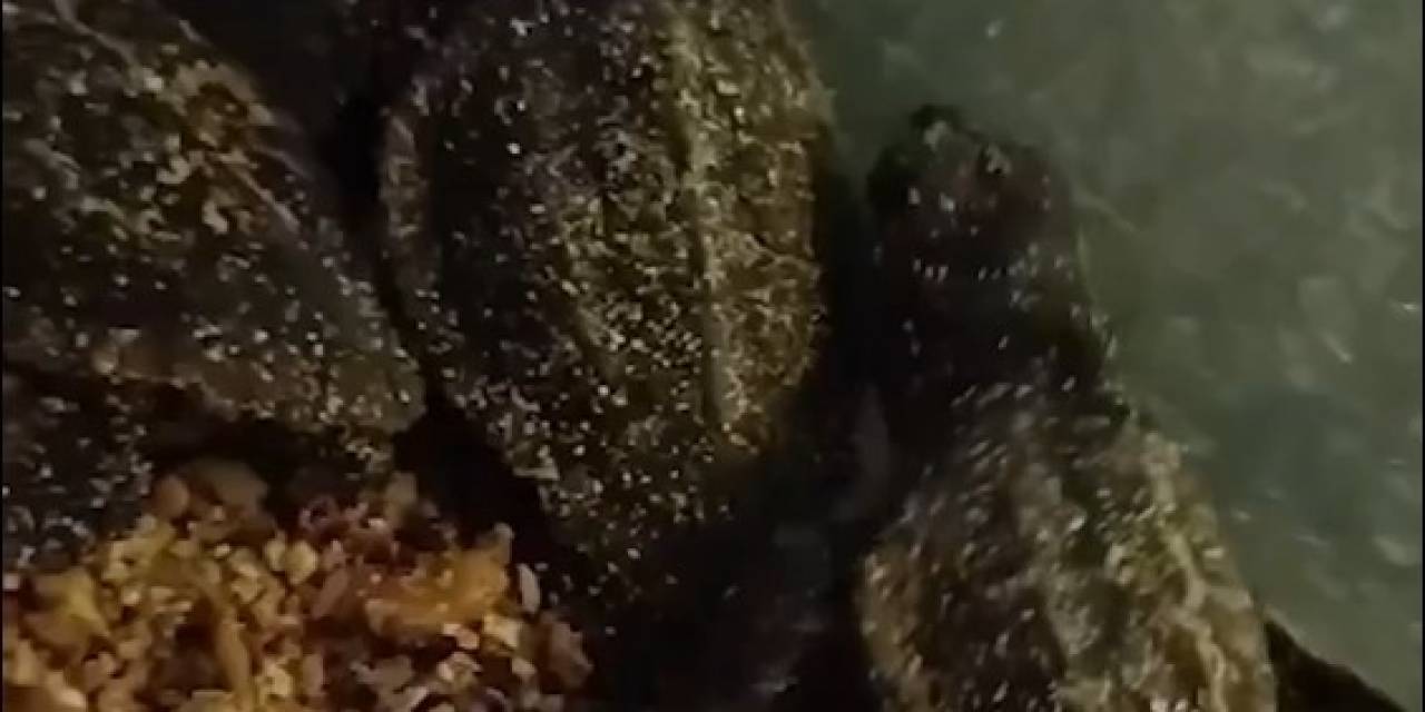 Didim’de Yavru Carettalar Denize Ulaştı