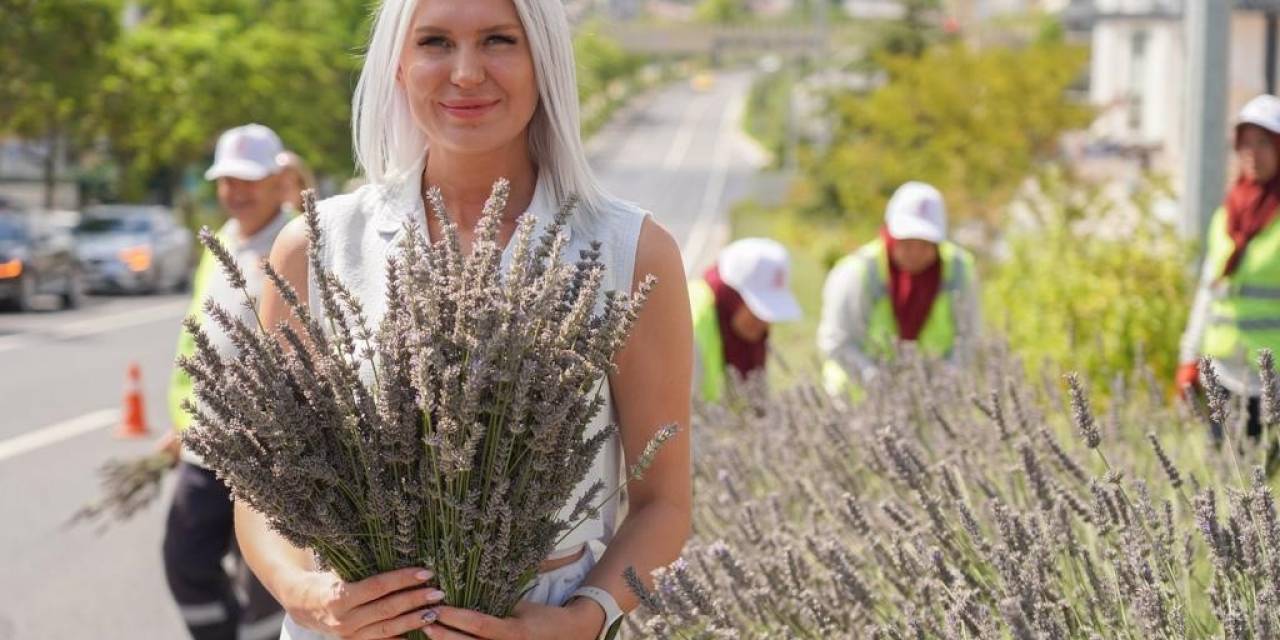Bilecik’te Orta Refüjde Göz Kamaştıran Lavantalar Hasat Edildi