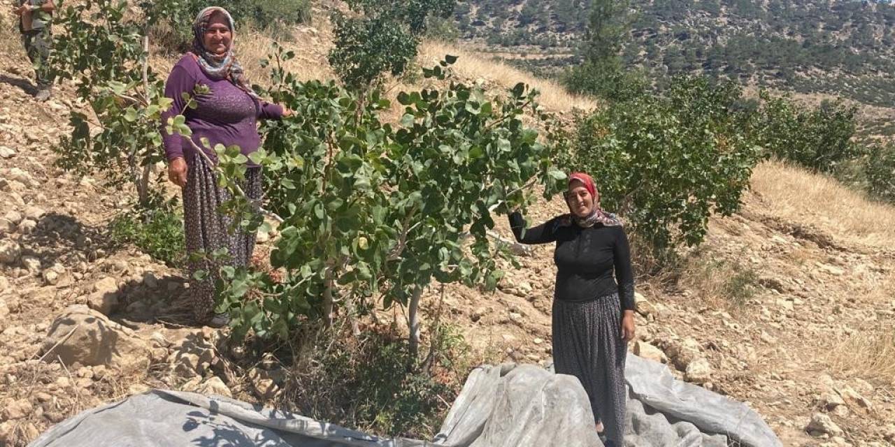 Mut’ta Antep Fıstığı Hasadı Başladı