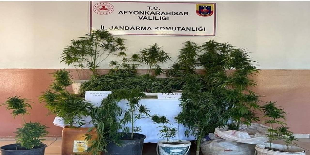 Evlerinin Bahçesine Kenevir Eken İki Şahsı Jandarma Yakaladı
