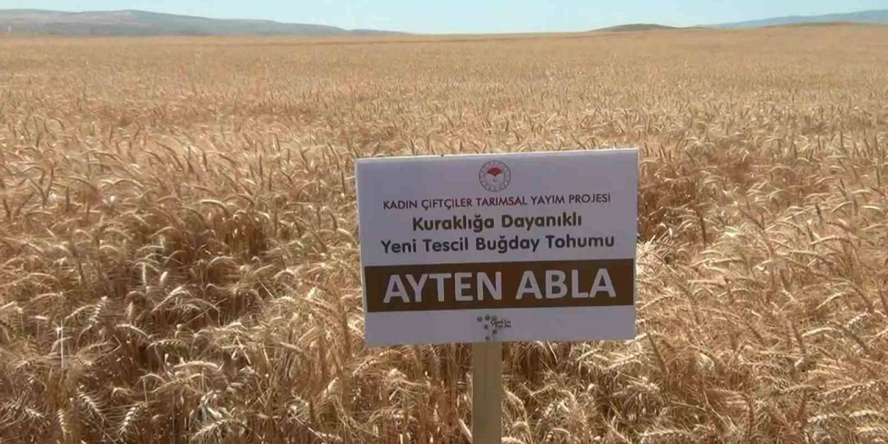 Çiftçinin Yüzü Kuraklığa Dayanıklı Buğdayla Gülecek