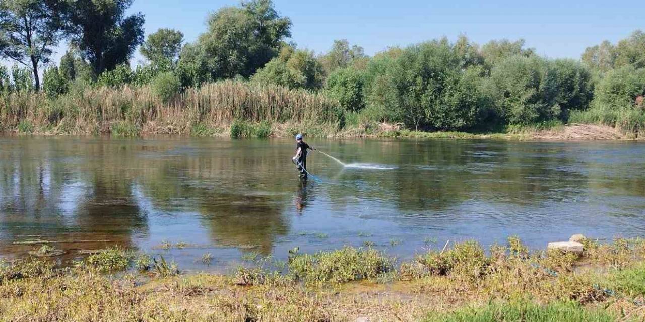 Kızılırmak’ta Üvez Sineği İle Etkin Mücadele Devam Ediyor
