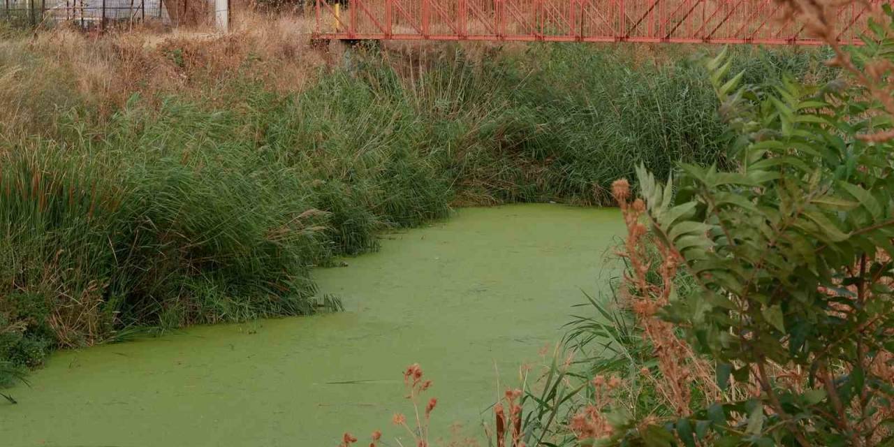 Geçmişte Balık Tutulan Dere Şimdi Çöpler Ve Yosunlarla Kaplı Balçığa Dönüştü