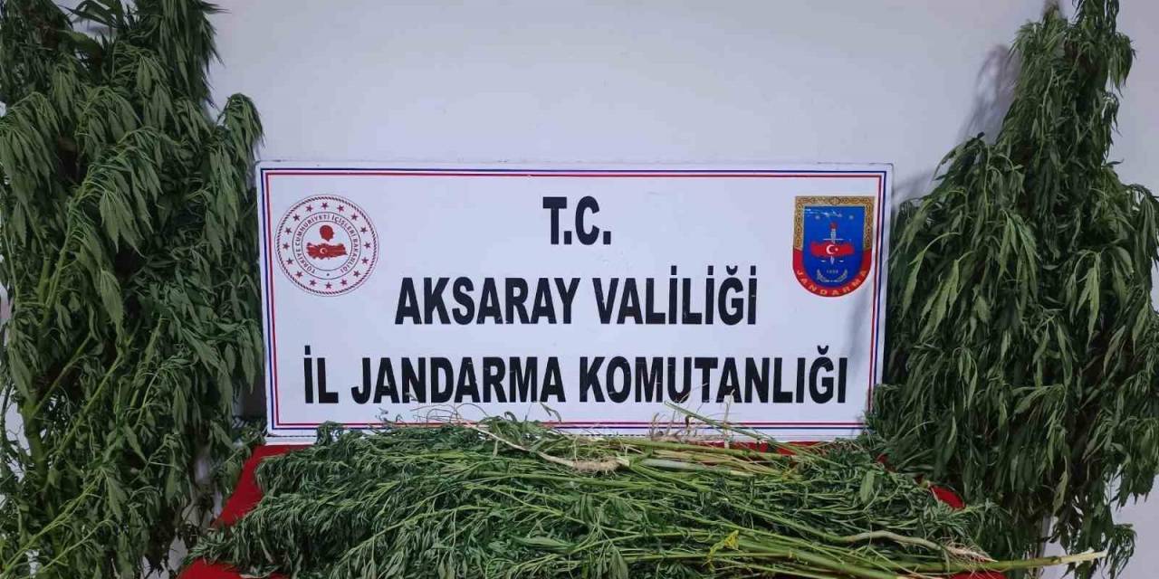 Bahçesinde Yetiştirdiği Keneviri Uyuşturucu Yapıp Satan Şüpheli Yakalandı