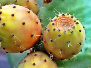 Dikenli İncirdeki Gizli Tehlike