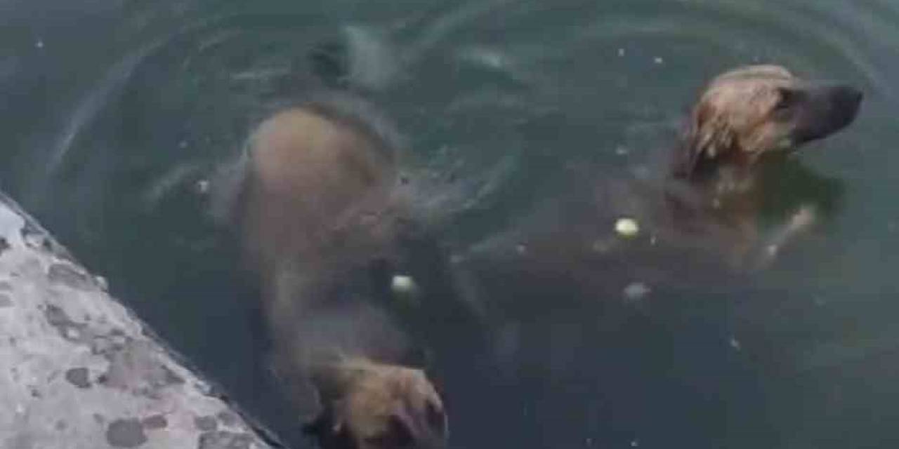 Havuzdan Çıkamayan İki Köpeğin Yardımına İtfaiye Ekipleri Yetişti