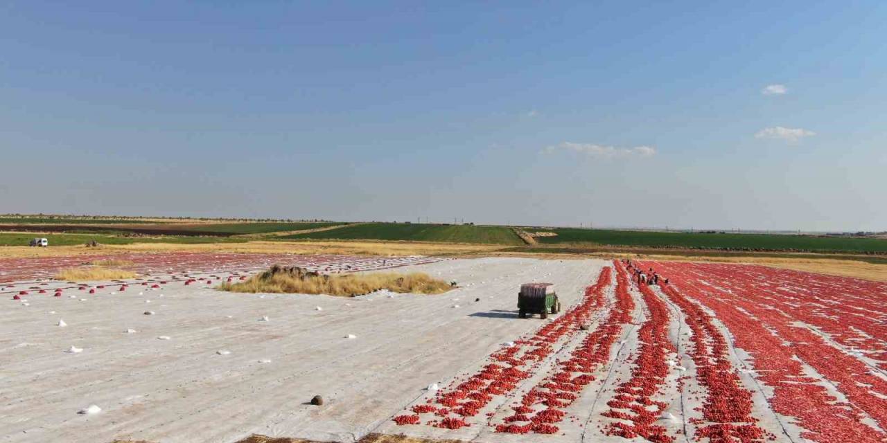 Siverek’te Üretilen Kurutmalık Domatesler Avrupa’ya İhraç Ediliyor