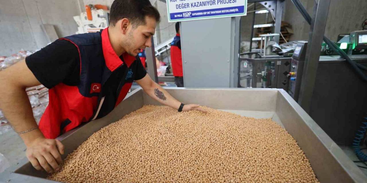 Aksaray Belediyesi Hasat Ettiği Nohutları İhtiyaç Sahiplerine Ulaştırıyor