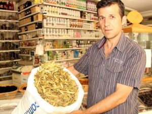 Samsun’da Ihlamurun Kilosu 45-50 Liradan Satılıyor