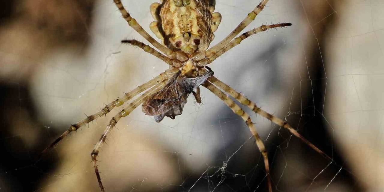 Nadir Görülen Örümcek Kahramanmaraş’ta Görüntülendi