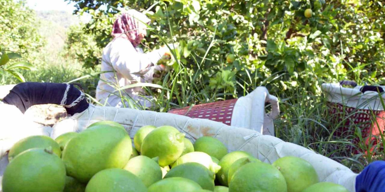 Muğla’da Limon Üretiminde Yüzde 222 Artış Bekleniyor