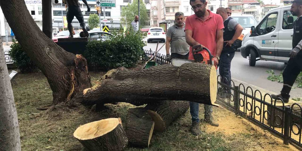Kadıköy’de Şiddetli Rüzgâr Ağacı Devirdi