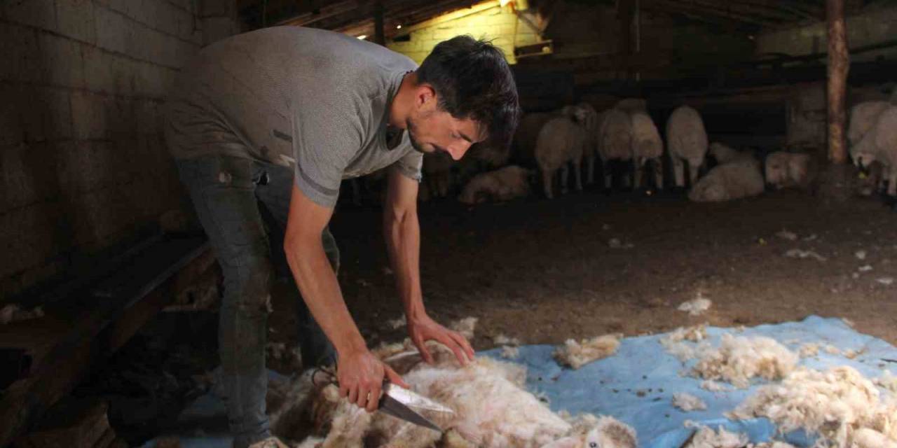 Yaylalarda Koyun Kırkma Zamanı