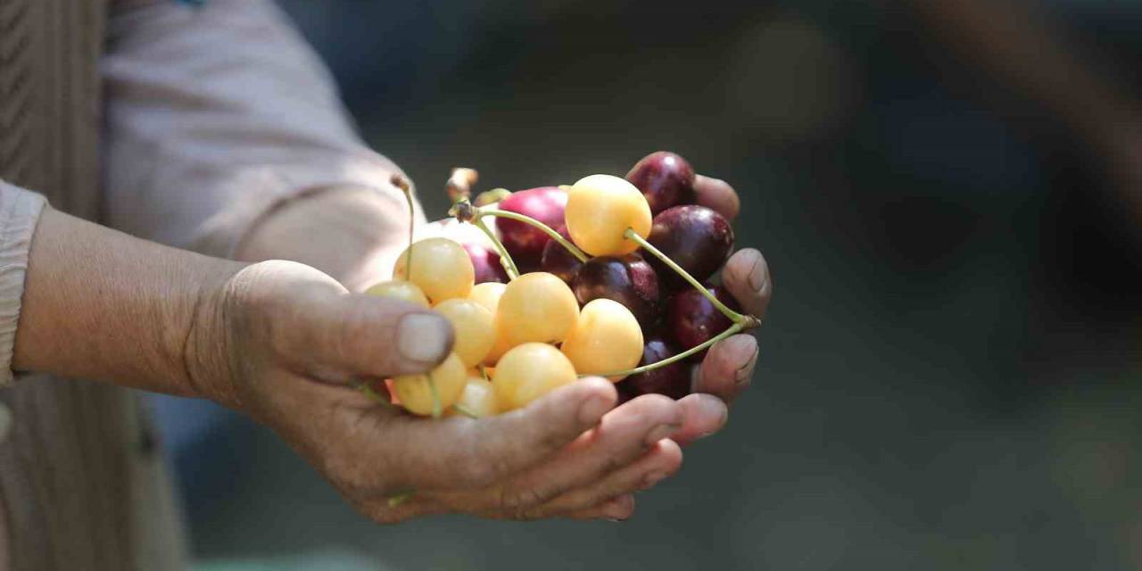Coğrafi İşaretli ’napolyon’ Kirazında Son Hasat Yüzleri Güldürdü