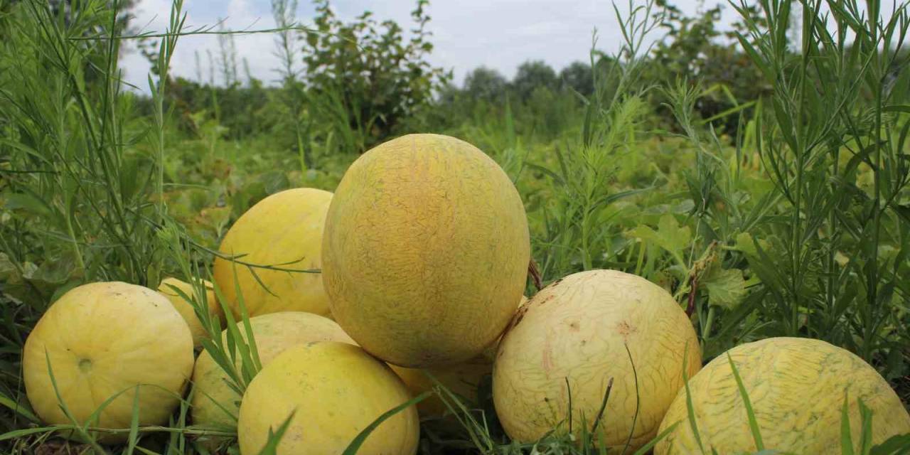 Baldan Tatlı Kavun: Süheyla