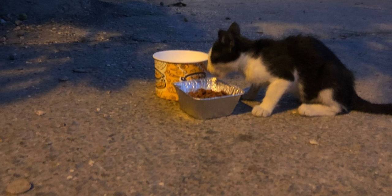 Gönüllülerden Depremde Etkilenen Hayvanlara Mama Desteği