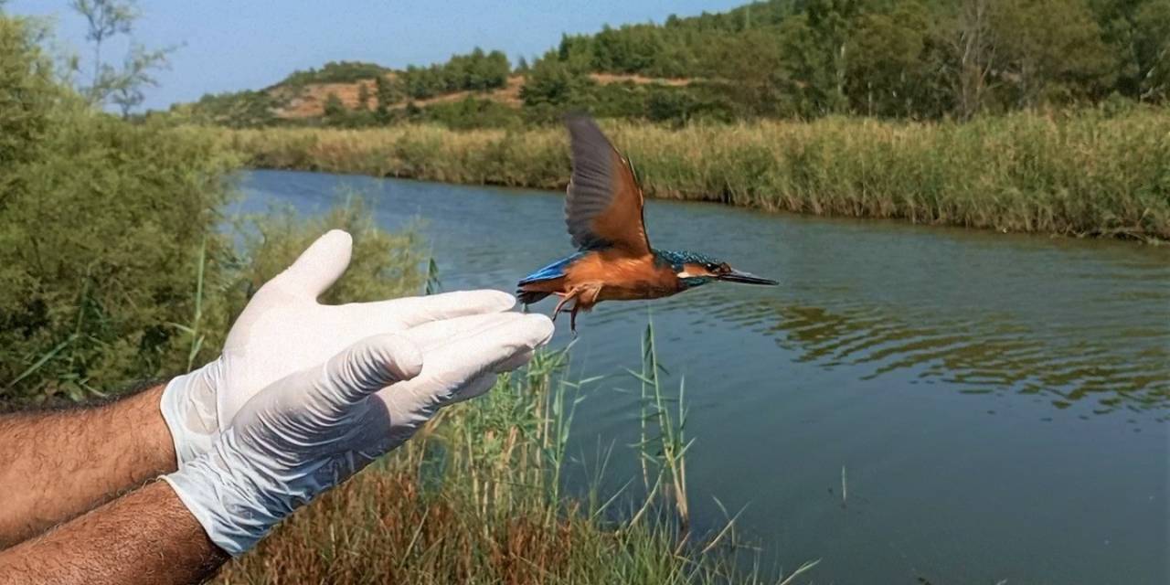 Yalıçapkınları Kuşadası’nı Çok Sevdi
