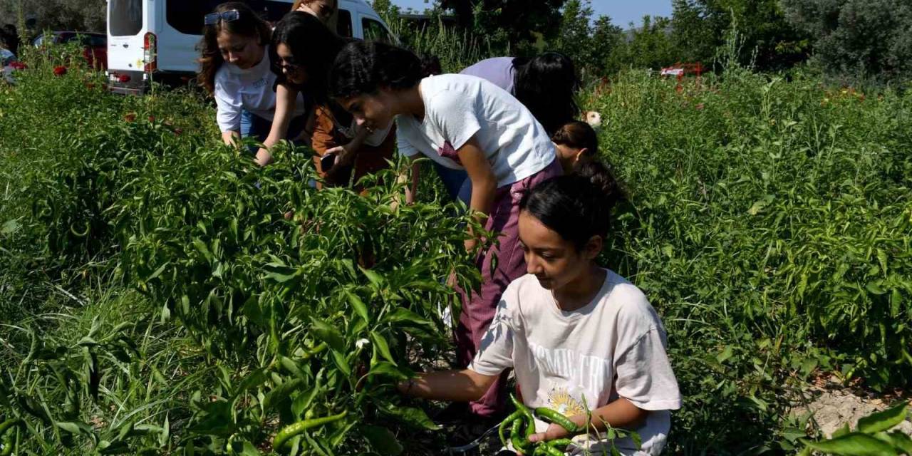 Minik Eller Can Dostlar İçin Adabahçe’de Hasat Yaptı