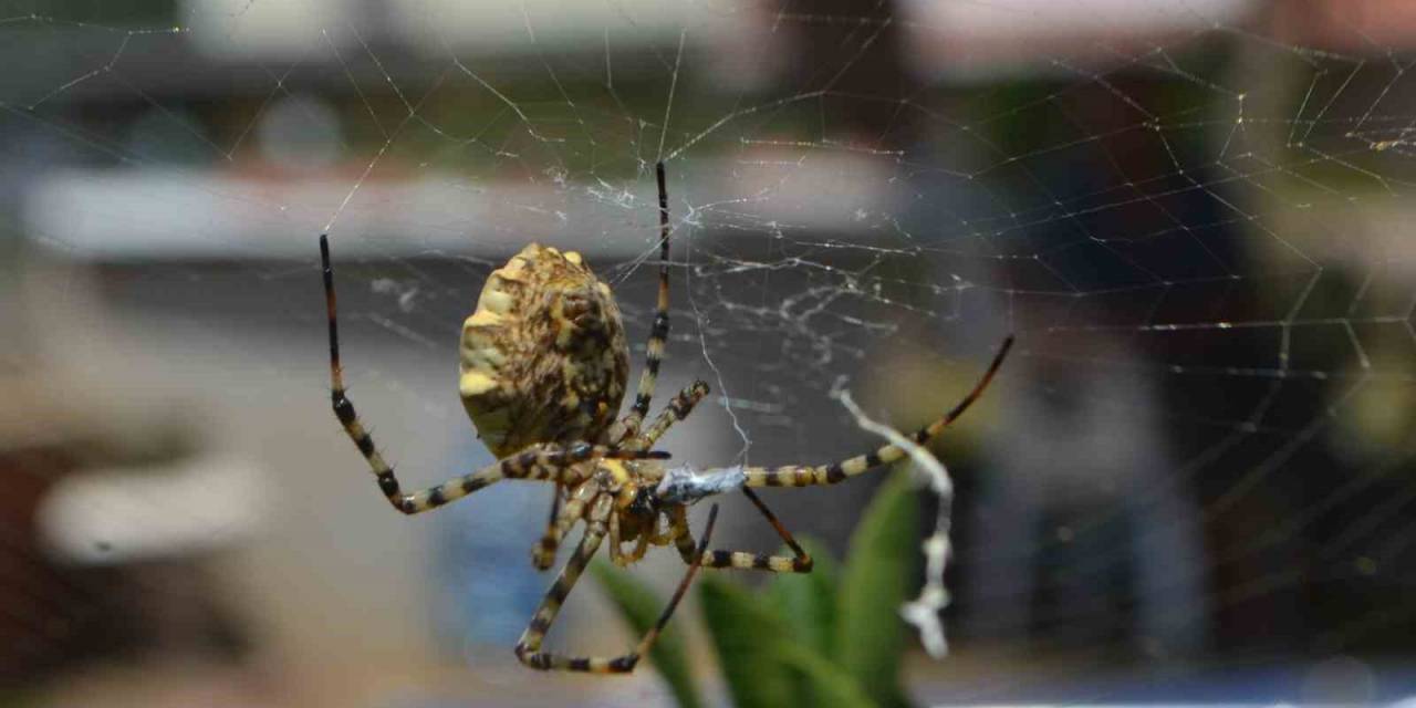 Ayvalık’ta Dünyanın En Zehirli Örümcek Türlerinden Birisi Yakalandı