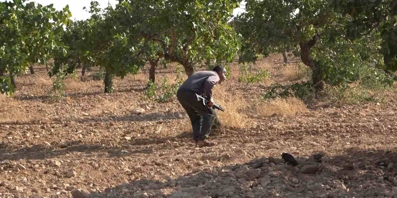 ‘yeşil Altın’ İçin 7 Gün 24 Saat Silahlı Nöbet