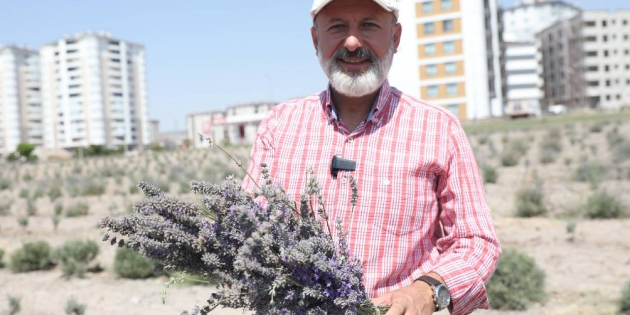 Başkan Çolakbayrakdar: "şehri Renklendiren Lavanta Bahçesinin Sayısını Artıracağız"