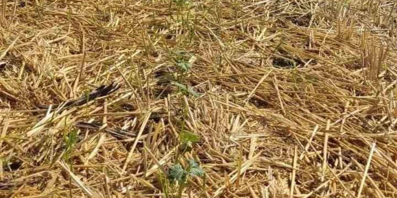 Hasattan Sonra 2. Ürün Yüz Güldürdü