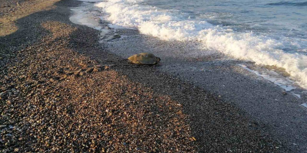 Caretta Caretta Yuvasının Koruma Kafesini Kaldırıp Üzerinde Mangal Yaptılar